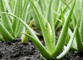 Cum ingrijim Aloe vera