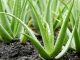 Cum ingrijim Aloe vera