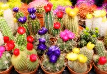 Despre cresterea si ingrijirea cactusilor