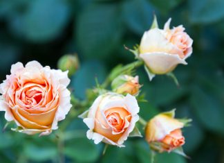 Cultivarea trandafirilor