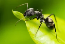 Cum scapam de furnici in mod natural