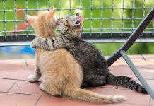 Felicitari haioase cu animale