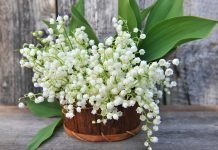 Flori de primavara – Cele mai populare flori de gradina care infloresc primavara