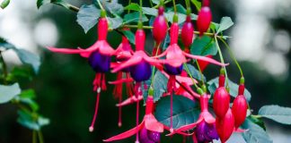 Fuchsia, ingrijire si inmultire