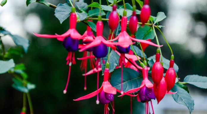 Fuchsia, ingrijire si inmultire