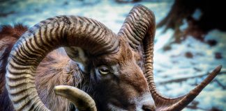 Esti un Berbec tipic? Fa testul si descopera!