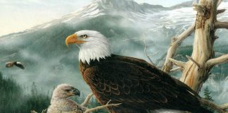 Imagini dragute cu animale