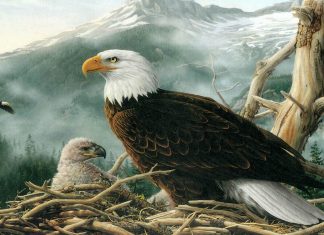 Imagini dragute cu animale