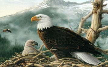 Imagini dragute cu animale