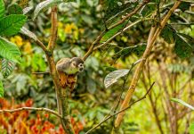 Sejur in jungla braziliana