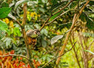 Sejur in jungla braziliana