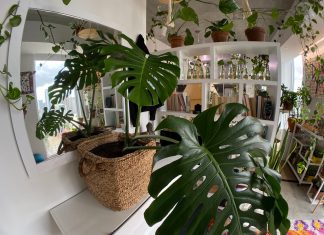 Cele mai frumoase plante de apartament