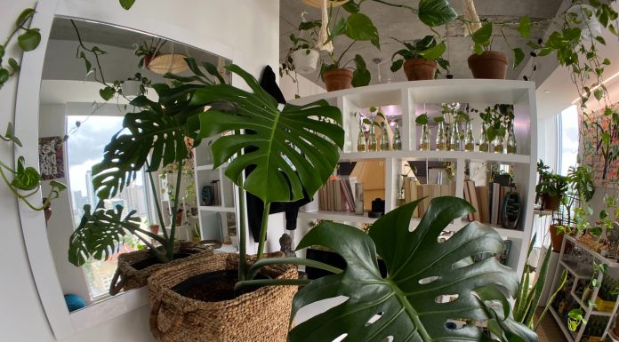 Cele mai frumoase plante de apartament