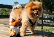 Pomeranian – rasa de caini