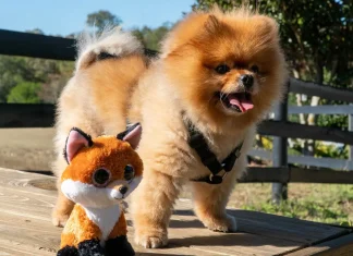 Pomeranian – rasa de caini