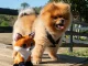 Pomeranian – rasa de caini