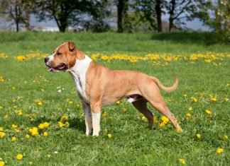 Rase de caini: mici, medii, mari