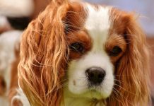 Cele mai bune rase de caini pentru copii