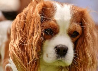 Cele mai bune rase de caini pentru copii