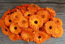 Rolul plantelor in tratarea bolilor ochilor