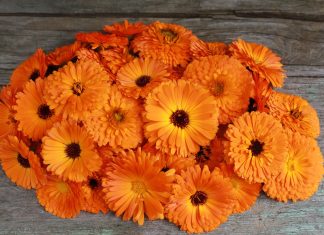 Rolul plantelor in tratarea bolilor ochilor