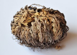 Trandafirul de Ierihon, miracolul din desert