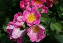 Beneficiile trandafirului rosa mosqueta