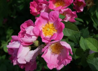 Beneficiile trandafirului rosa mosqueta