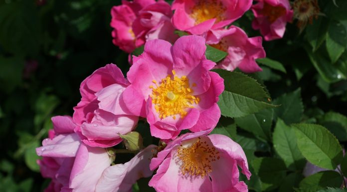 Beneficiile trandafirului rosa mosqueta